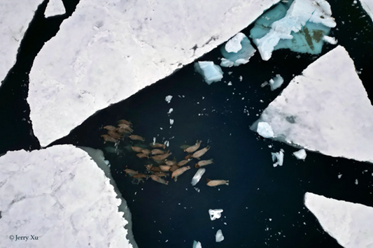 Drone conquers Antarctica! Cruise drone, flying at -50℃!